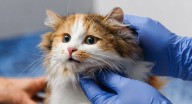 Esterilización gratuita en Bogotá: más de 10.000 cupos para mascotas, conoce cómo agendar
