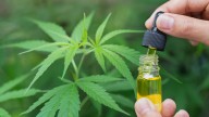 Cannabis works better than opioids for back pain, in two European studies