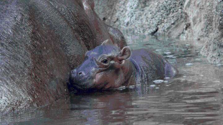 ABQ BioPark welcomes brand new baby hippo