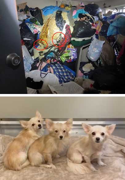 Humane Society rescues 13 pets from abandoned, hoarder