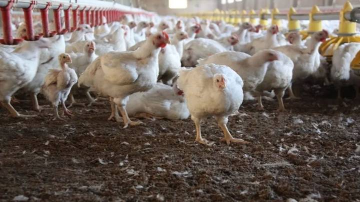 Argentina recupera el estatus de país libre de influenza aviar y vuelve a exportar