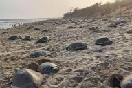 Mangaluru: Coastal changes threaten turtle nesting along Karnataka coast
