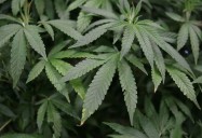 DeWine to make announcement on intoxicating hemp