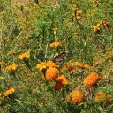Patricia Villarreal descubre mariposa Monarch Watch en Lamadrid
