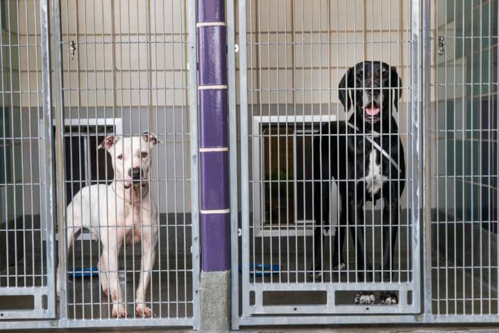 Asking Eric: Adopting a dog in the middle of a contentious marriage is not a good plan