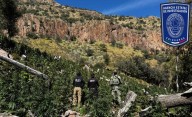Continúa operativo de destrucción de plantíos de mariguana al norte del municipio de Chihuahua
