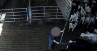 Defra investigate alleged animal cruelty at dairy farms