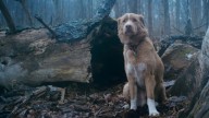 Se estrena en cines "Good Boy", una película de terror desde el punto de vista de un perro