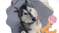 ¿Quieres adoptar una mascota? Visita las instalaciones de DABA