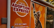 Pets on Set: Adoption Express