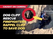 Firefighters rescue dog trapped on San Francisco cliff