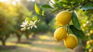 How To Easily Get More Juice From Lemons