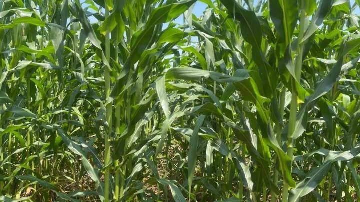 Aumenta cifra de productores afectados por pulgón amarillo en Cuautla