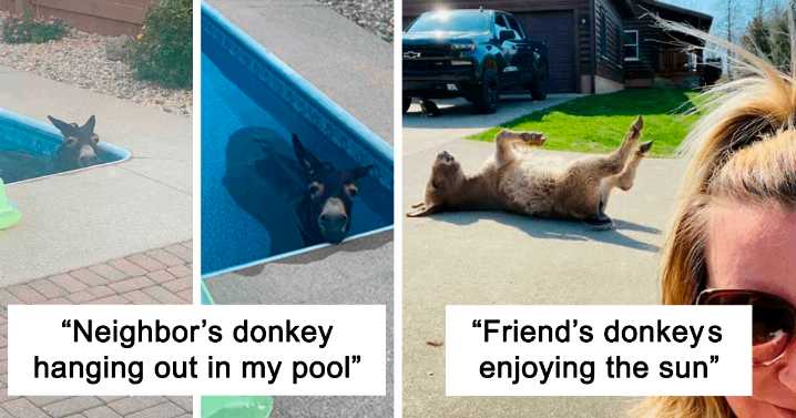 Donkeys Can Be Cute Too And Here Are 40 Pics To Prove That