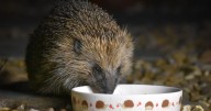 How to attract hedgehogs to your garden by doing 1 thing outside
