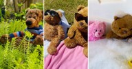 Homeless Huggables: diverting mountains of teddy bears from landfill