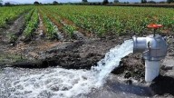 Productores de Allende en riesgo de quedar fuera del PEUA por nuevas reglas de la Sader