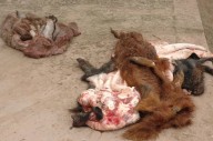 Hallan "cementerio" de restos de asnos, faenados sin higiene y cuya carne habría ido a carnicerías