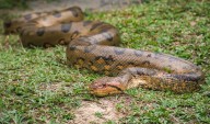 Loreto: comunero muere tras ser atacado por una anaconda en la frontera entre Perú y Ecuador