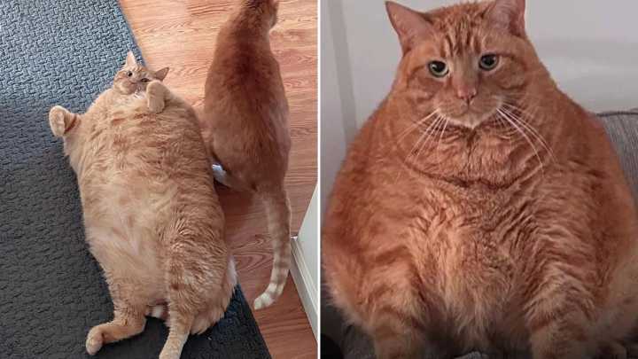 Massive ‘real life Garfield’ fat cat named Bug dubbed ‘world’s chonkiest cat’ after being rescued from overfeeding