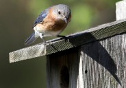 Santa Rosa County 4-H hosting bluebird house building workshop for kids