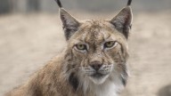 Bombazo en la zoología española: quieren reintroducir en el Pirineo una especie de lince extinta desde 1930