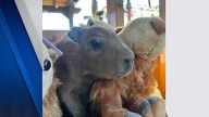 Names wanted: Showcase of Citrus welcomes birth of capybaras