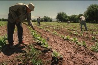 Extienden por un año la compatibilidad entre trabajo rural y planes sociales