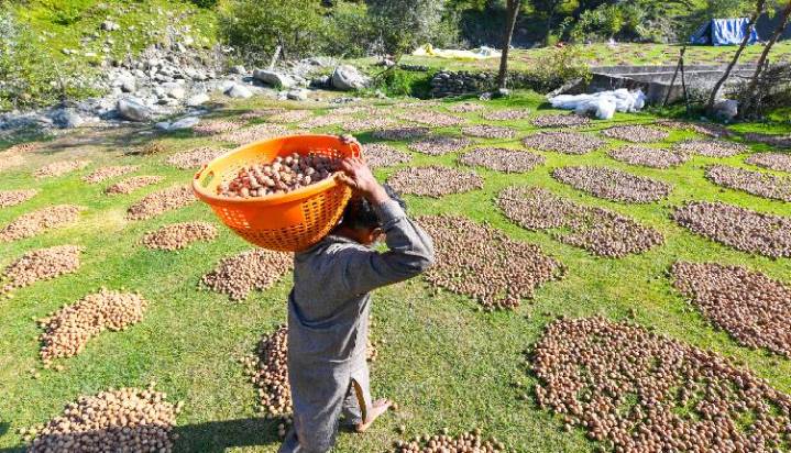 Agriculture Ministry Offers More Flexibility To States For Promoting Drip, Sprinkler Irrigation