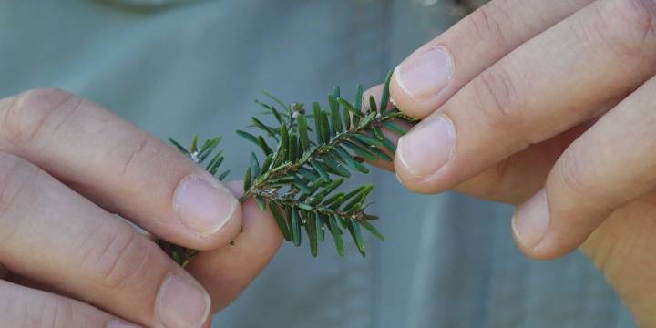 Environment Educator opens discussion about tree health