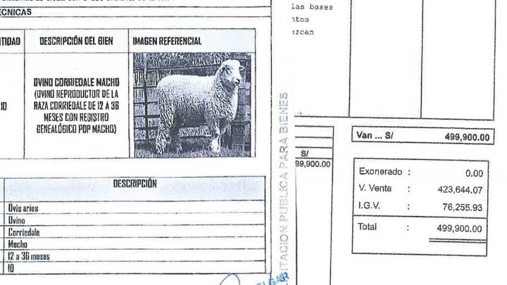 Puno: Pobladores exigen investigación a compra de 10 carneros a casi 50 mil soles cada uno por parte del GORE