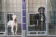 Asking Eric: Adopting a dog in the middle of a contentious marriage is not a good plan