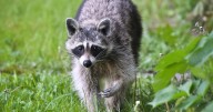 Racoon with rabies leads to alert in Harford County