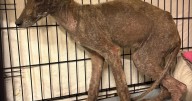 ‘Horrid,’ sickly coyote captured in St. Catharines being nursed to health