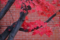 Vivid red for fall