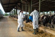 Galicia queda fóra da vacinación de dermatose nodular ao non ter focos preto