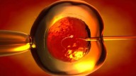 Científicos lograron crear óvulos humanos a partir de células de la piel: así es el hallazgo que revolucionaría la fertilidad