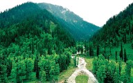 Save J&K’s forests, our green gold