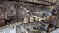 Denunciado por tener en mal estado casi 80 pájaros de especies exóticas en una finca de Viladecans