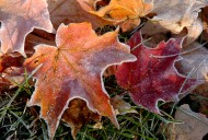 Mass. weather: Frost advisory issued in Mass. Wednesday night as temps drop