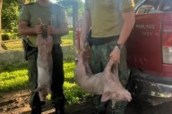 SALVAJES! Transportaban 20 lechones en bolsas al borde de la asfixia (IMÁGENES)