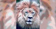 Akron Zoo lion dies: ‘Heartbroken'