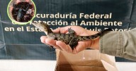 Cae red ilegal, Profepa encuentra cocodrilos y escorpiones en paquetes de mensajería