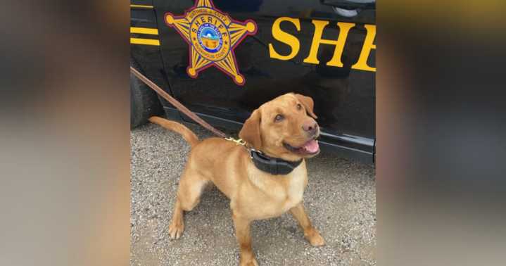 Ohio sheriff's deputy charged after K-9 dies in car, officials say