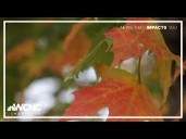 Why now is the perfect time to view fall foliage in the NC mountains
