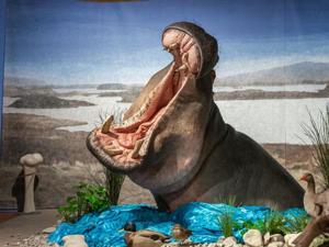 Hippos live alongside mammoths and woolly rhinos during last Ice Age