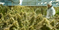 Medicinal cannabis: Health Minister Mark Butler sent warning letter as medical bodies express concerns over 'unregulated' industry