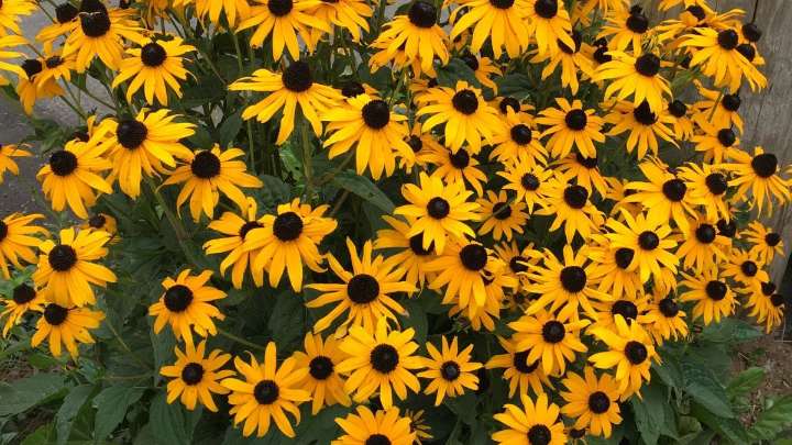Ni petunias ni caléndulas: la planta que florece en octubre sin esfuerzo