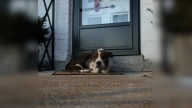 Stray Dog Finds Shelter On A Missouri Porch And Waits Quietly For Help