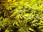 Acuerdan condena efectiva por mega plantación de marihuana en Mar Chiquita